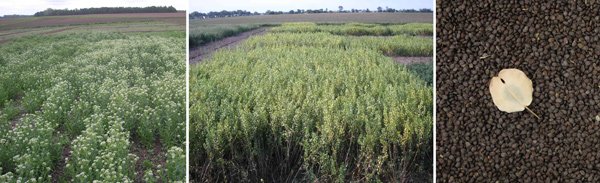 fieldpennycress.jpg