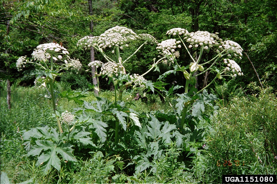 gh-plants1.jpg