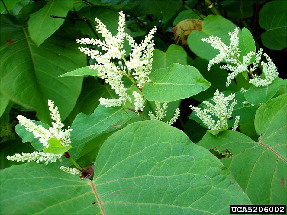 Image of Flowering giant knotweed