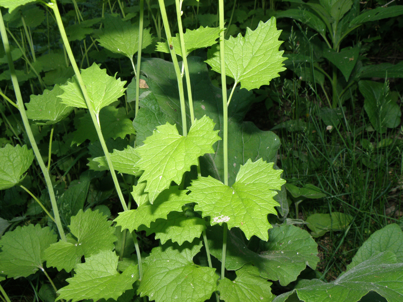 Garlic mustard leaves and stems