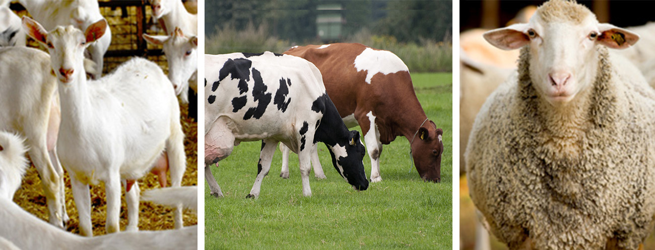 Three separate images, side by side: white goats in a pen, two cows grazing, and a close up of a group of sheep.