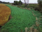 Grass buffer strip in a soybean field