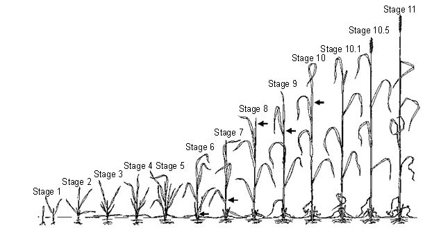 Growth stages 1-11 in a corn plant
