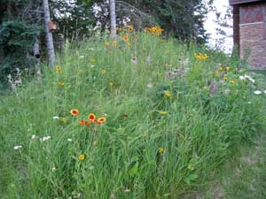 Habitat expanded, example of a practice funded by the MDA AgBMP Loan Program.