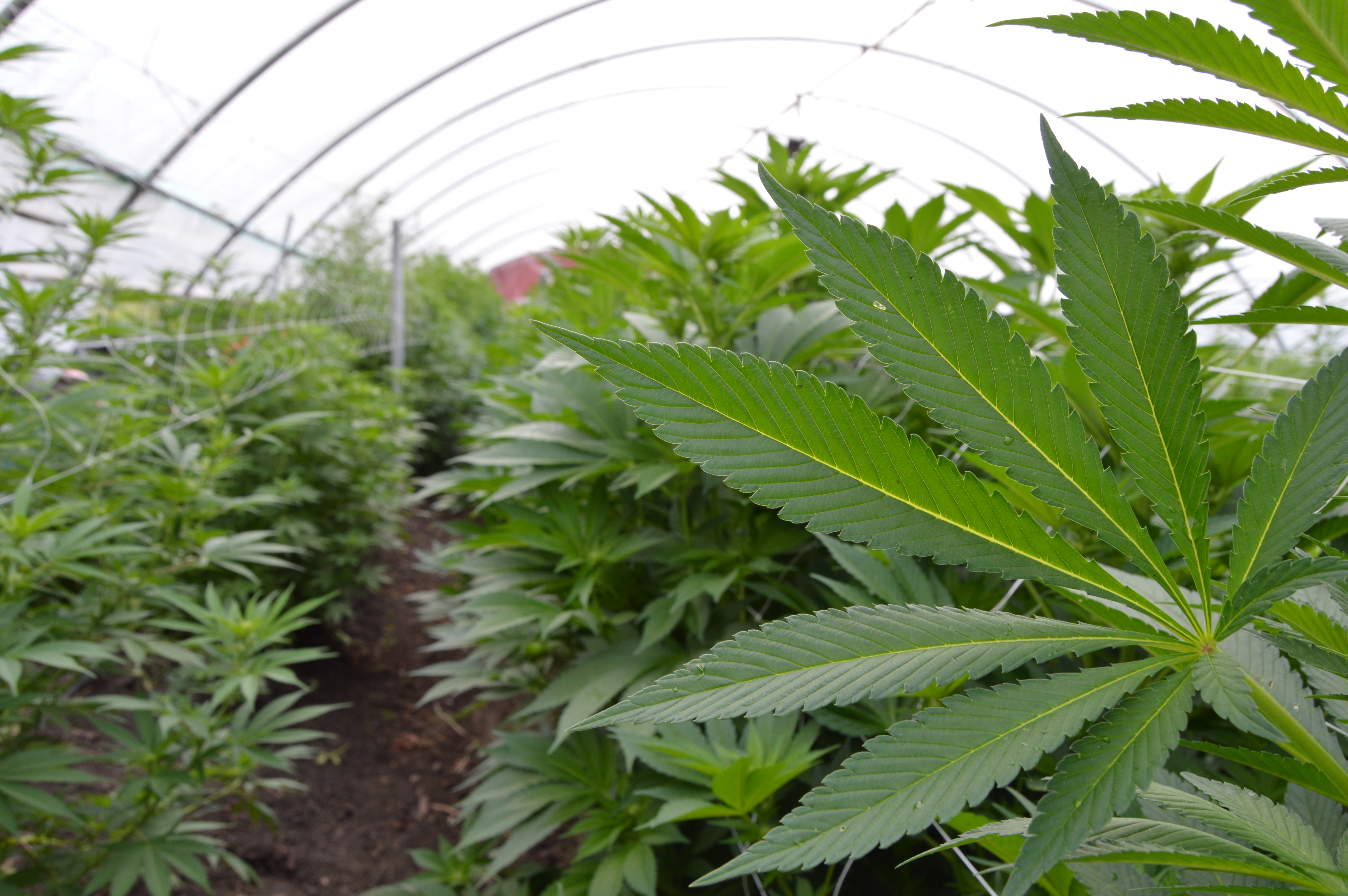 Hemp indoor grow horizontal leaf with rows, photo by MDA 2019