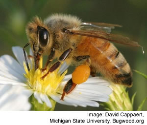 Adult honey bee with pollen sacs showing. David Cappaert, Michigan State University, bugwood.org