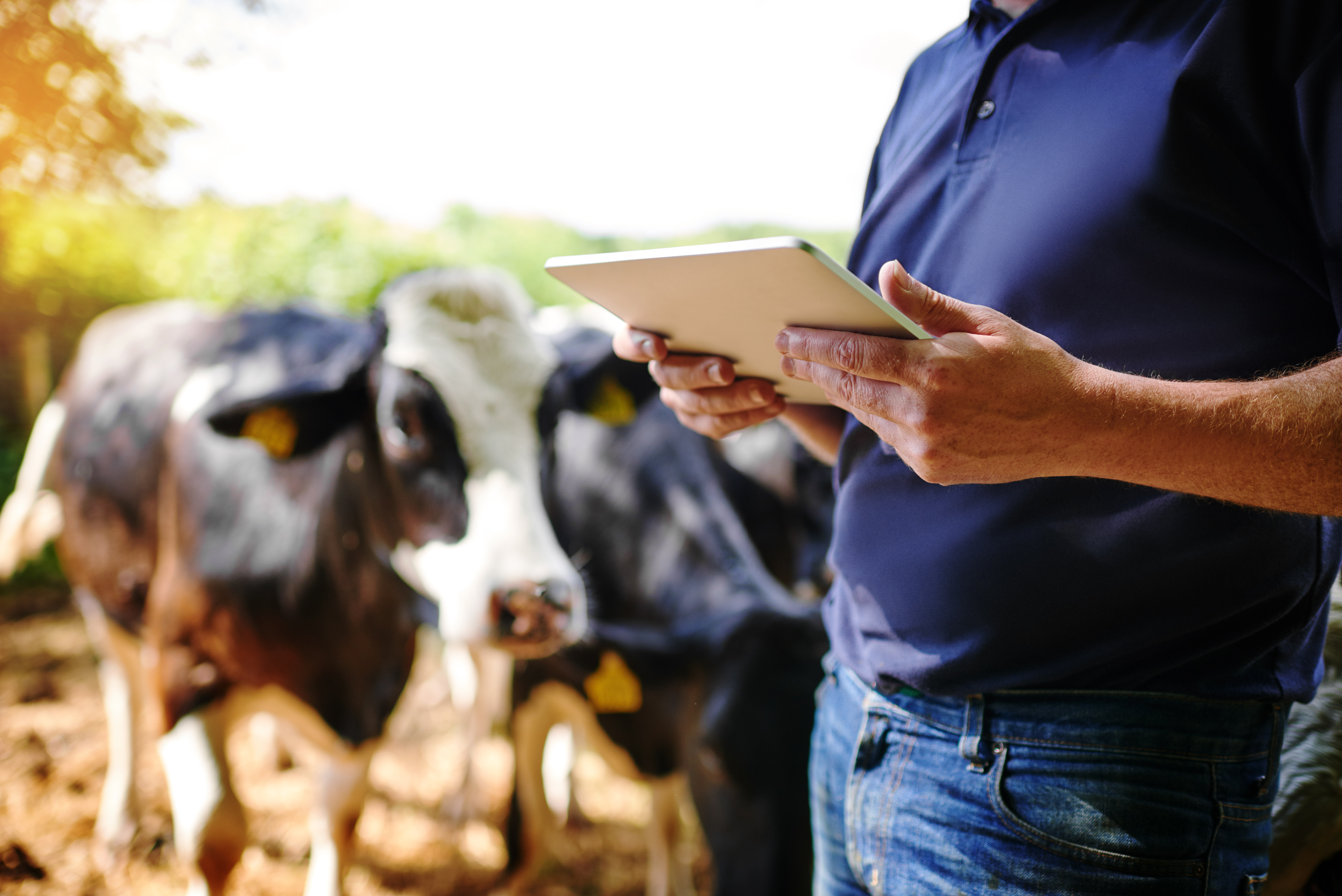 farmer using tablet computer near cows