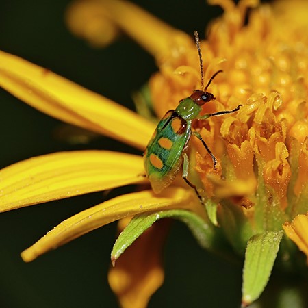 adult cucurbit beetle