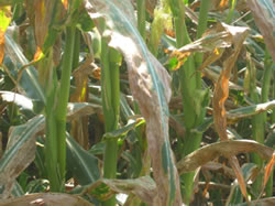 Damage to corn by an anhydrous ammonia release
