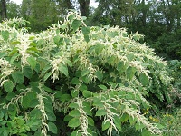 Japanese Knotweed | Minnesota Department of Agriculture