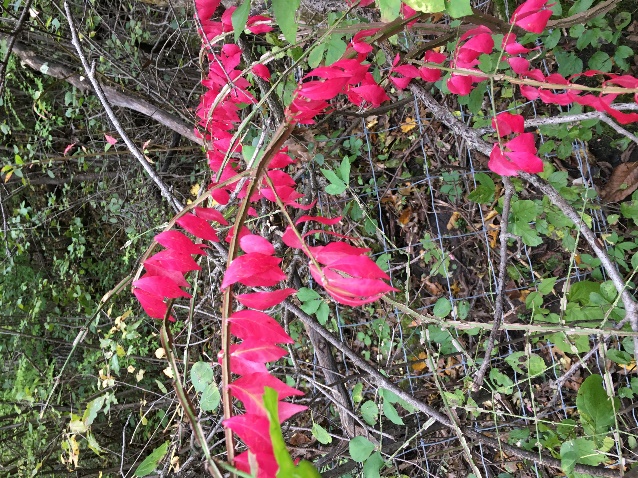 Winged burning bush fall color