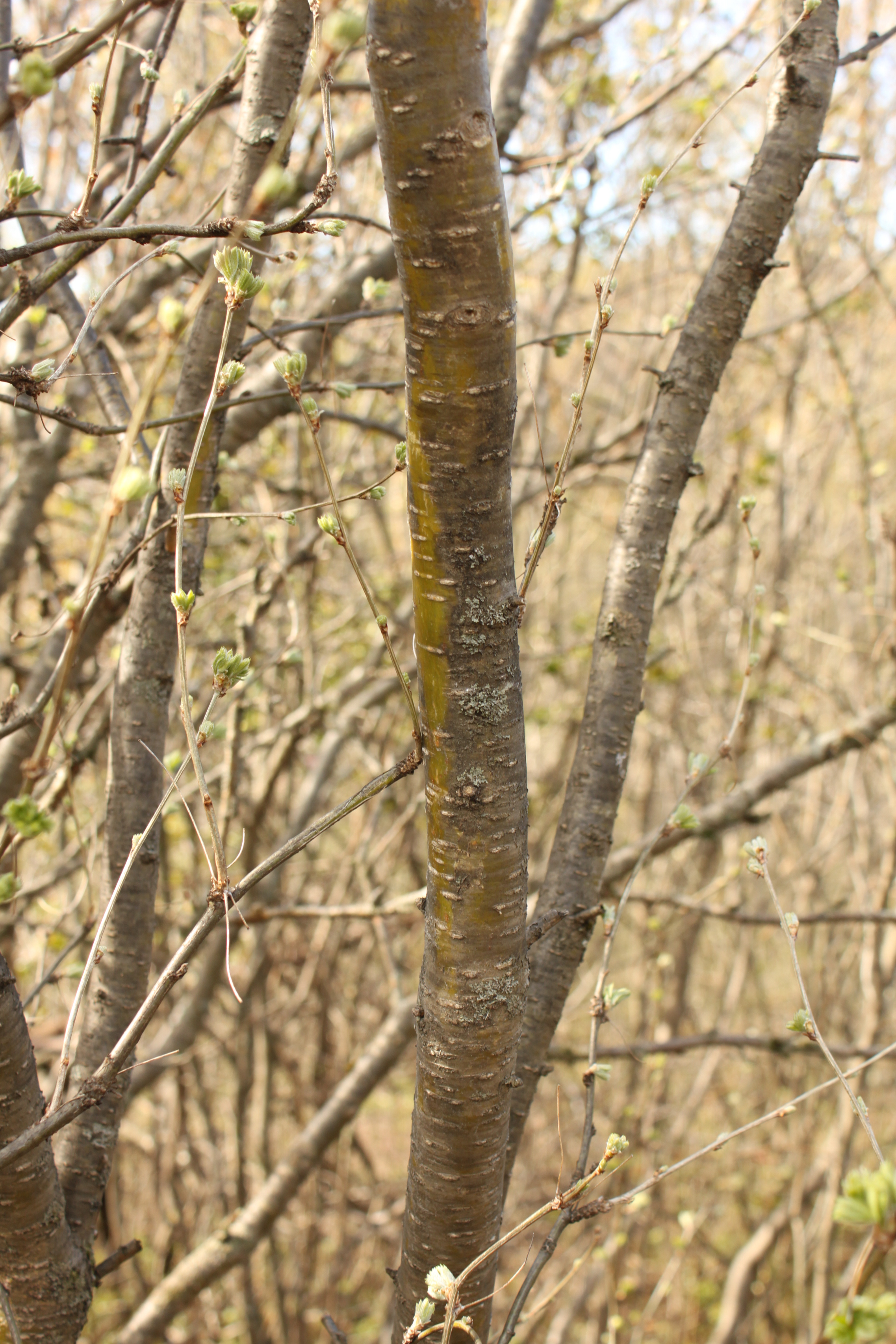 Picture of smooth, green to silvery gray bark of the Siberian peashrub.
