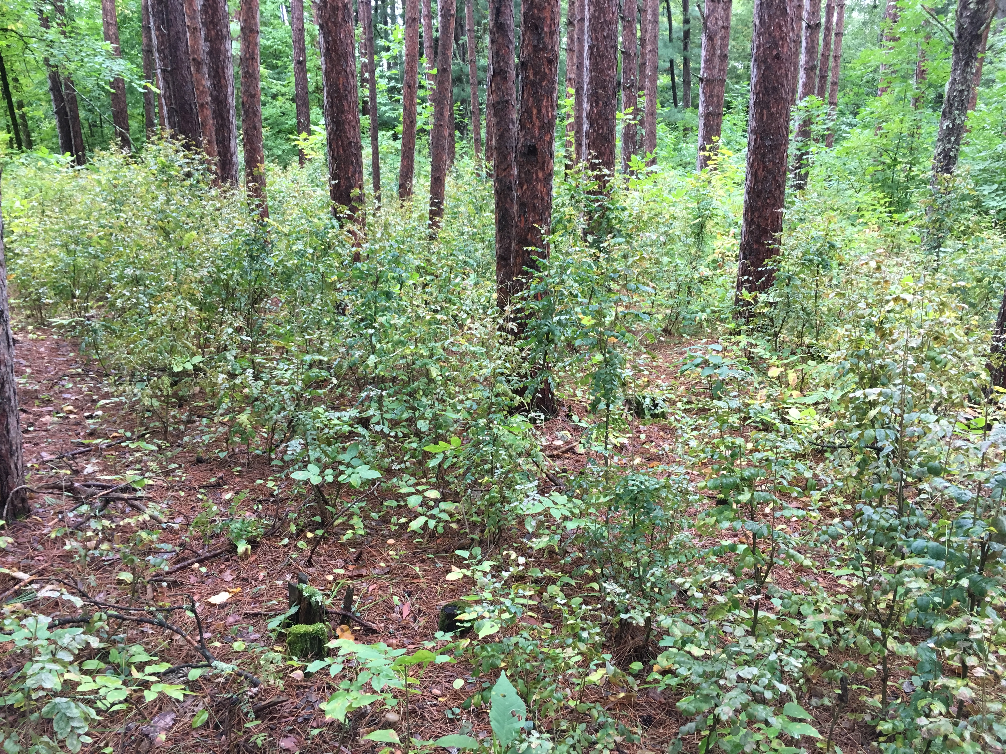 Picture of a pine understory infested with Siberian peashrub in northwest Minnesota.