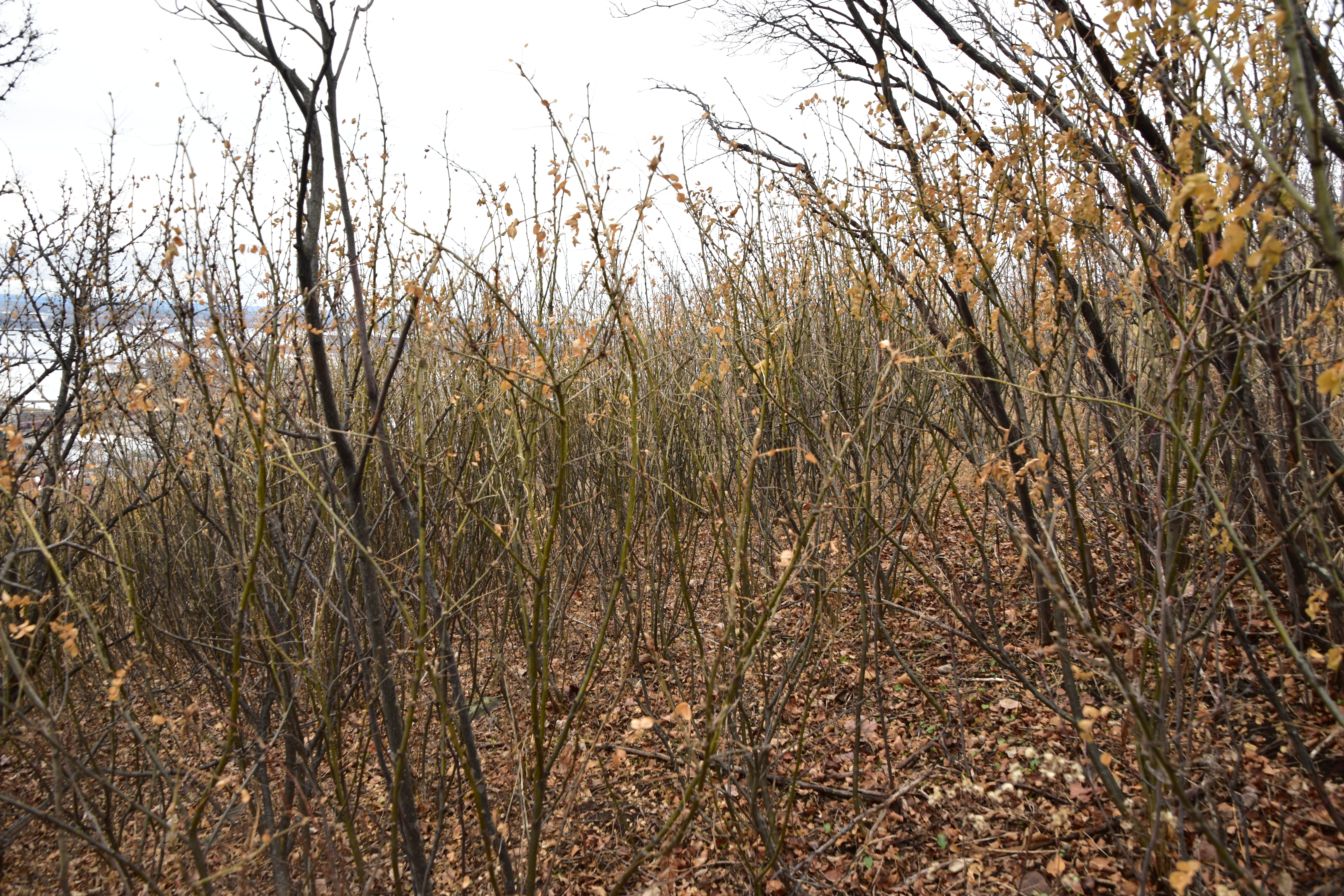 Picture of a nearly leafless stems of a Siberian peashrub infestation in Duluth Minnesota.