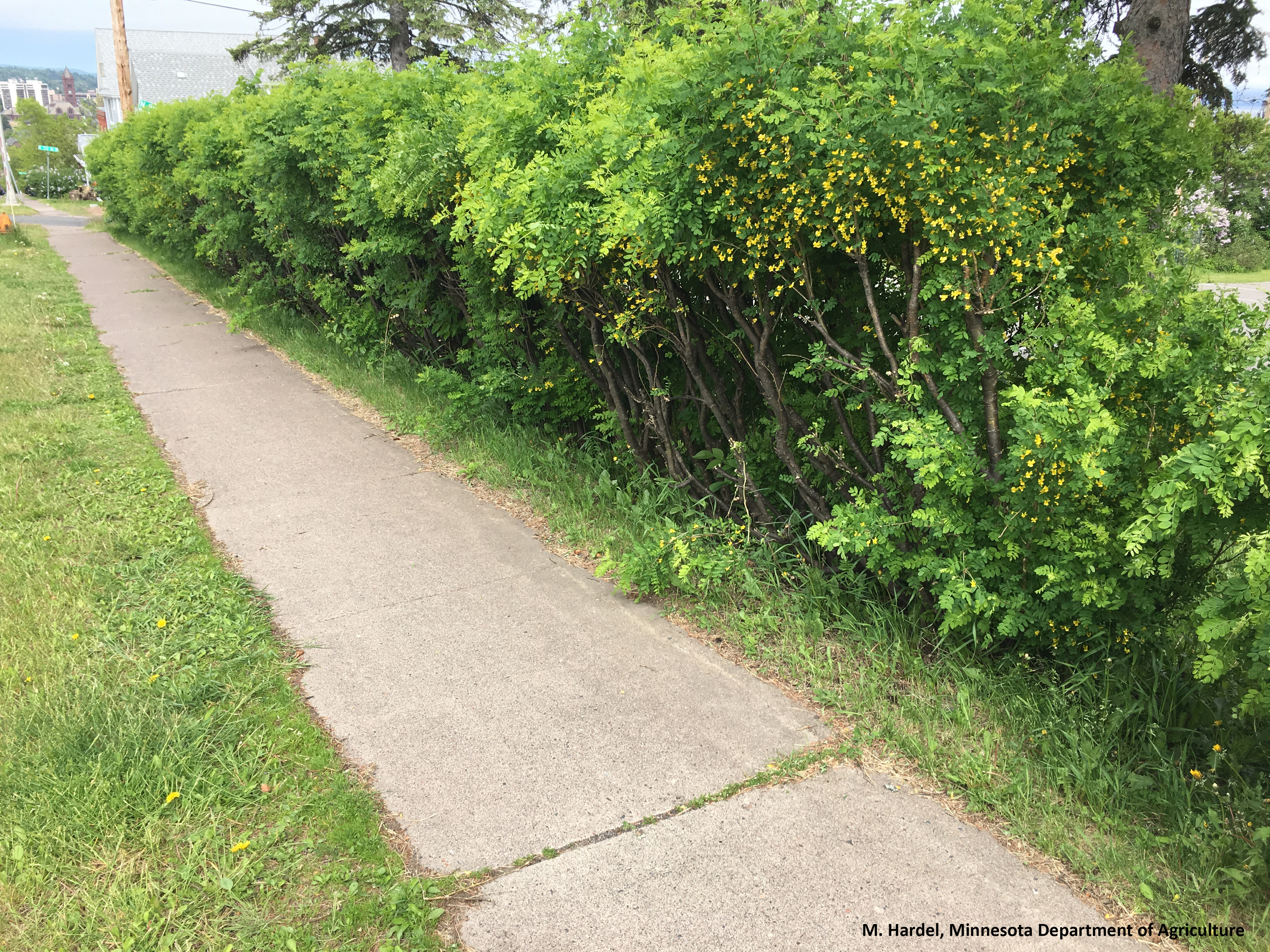 Picture of a typicall Siberian peashrub  hedgerow bordering a sidewalk.