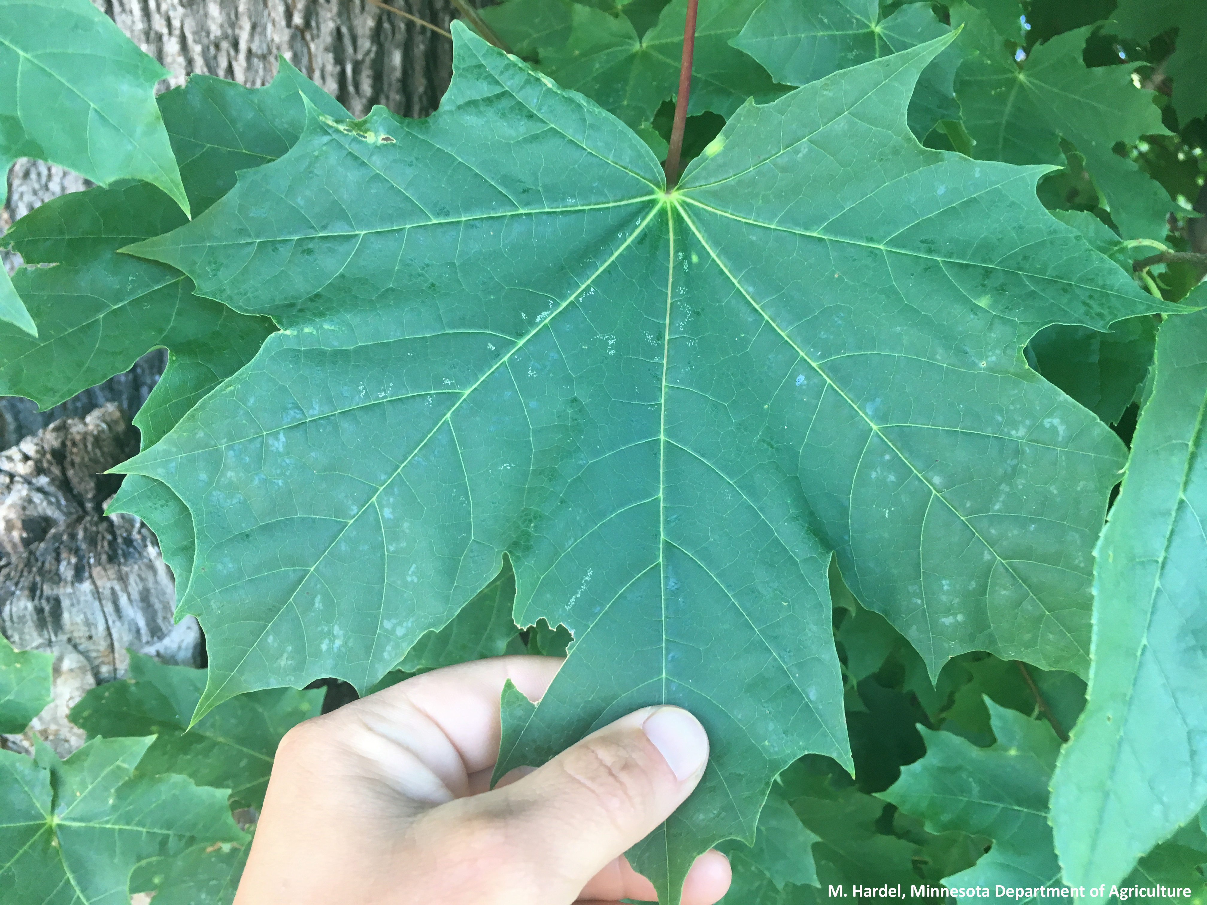 Picture of a green Norway maple leaf that has five to seven lobes