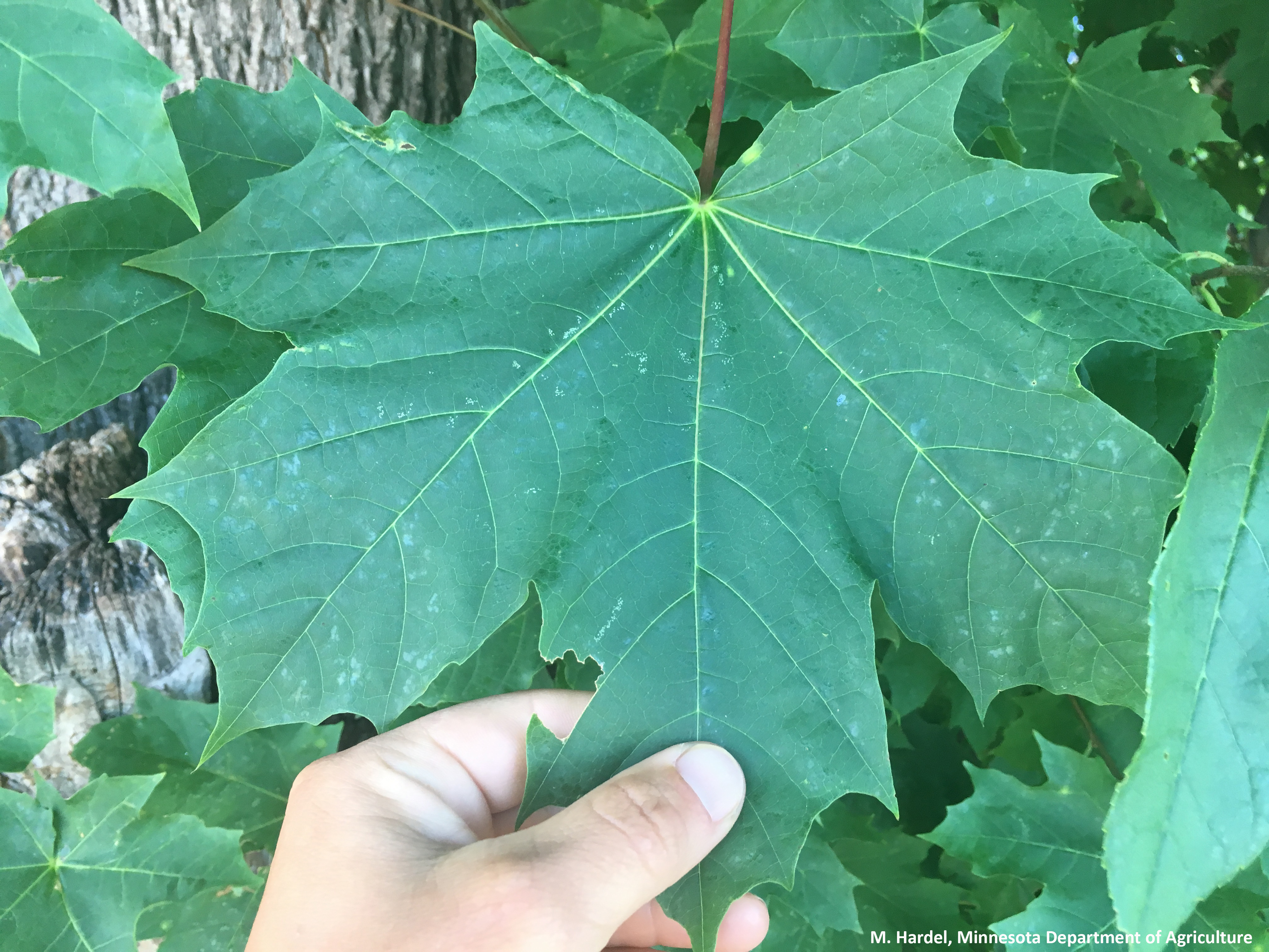 Imagen de una hoja de arce verde que tiene de cinco a siete lóbulos