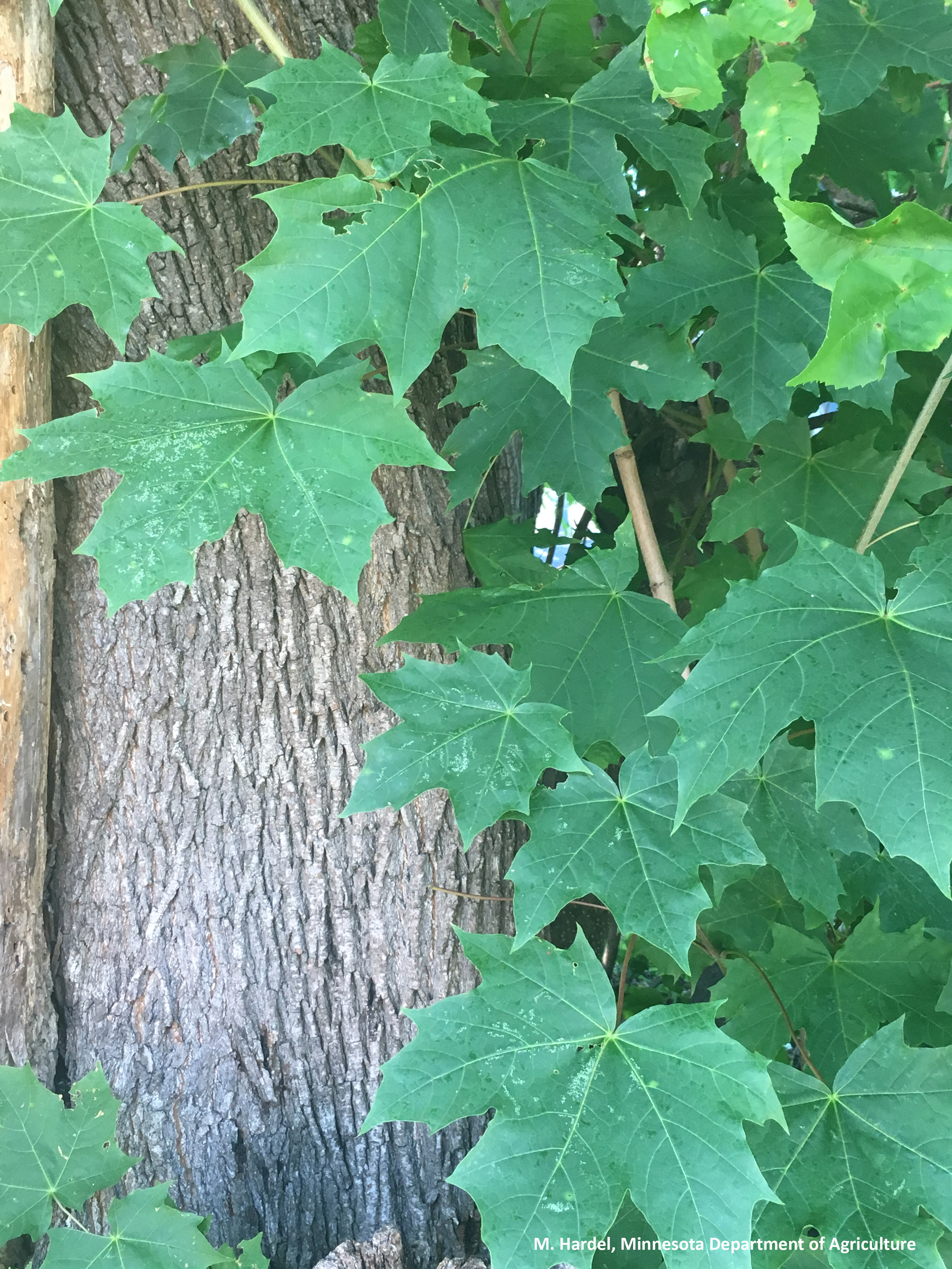 Picture of Gray and lightly furrowed bark of the Norway maple and slightly obscured by leaves.