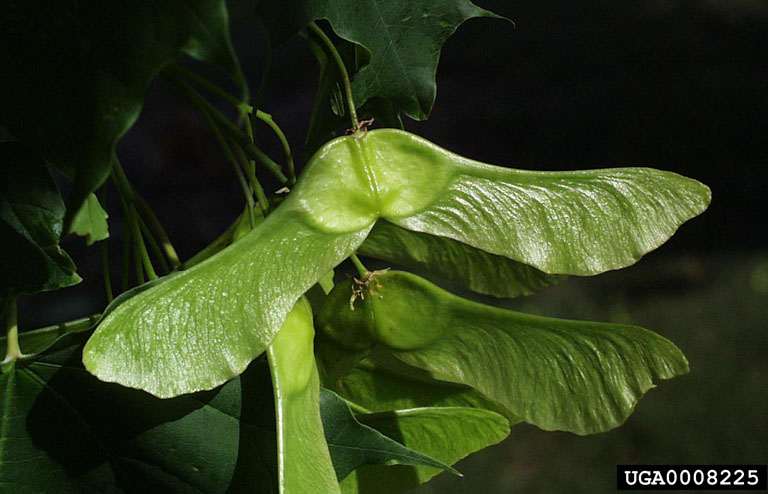 Beeld van de dubbele samaravrucht van de Noorse esdoorn en de stompe hoek ervan.'s double samara fruit and it's obtuse angle.