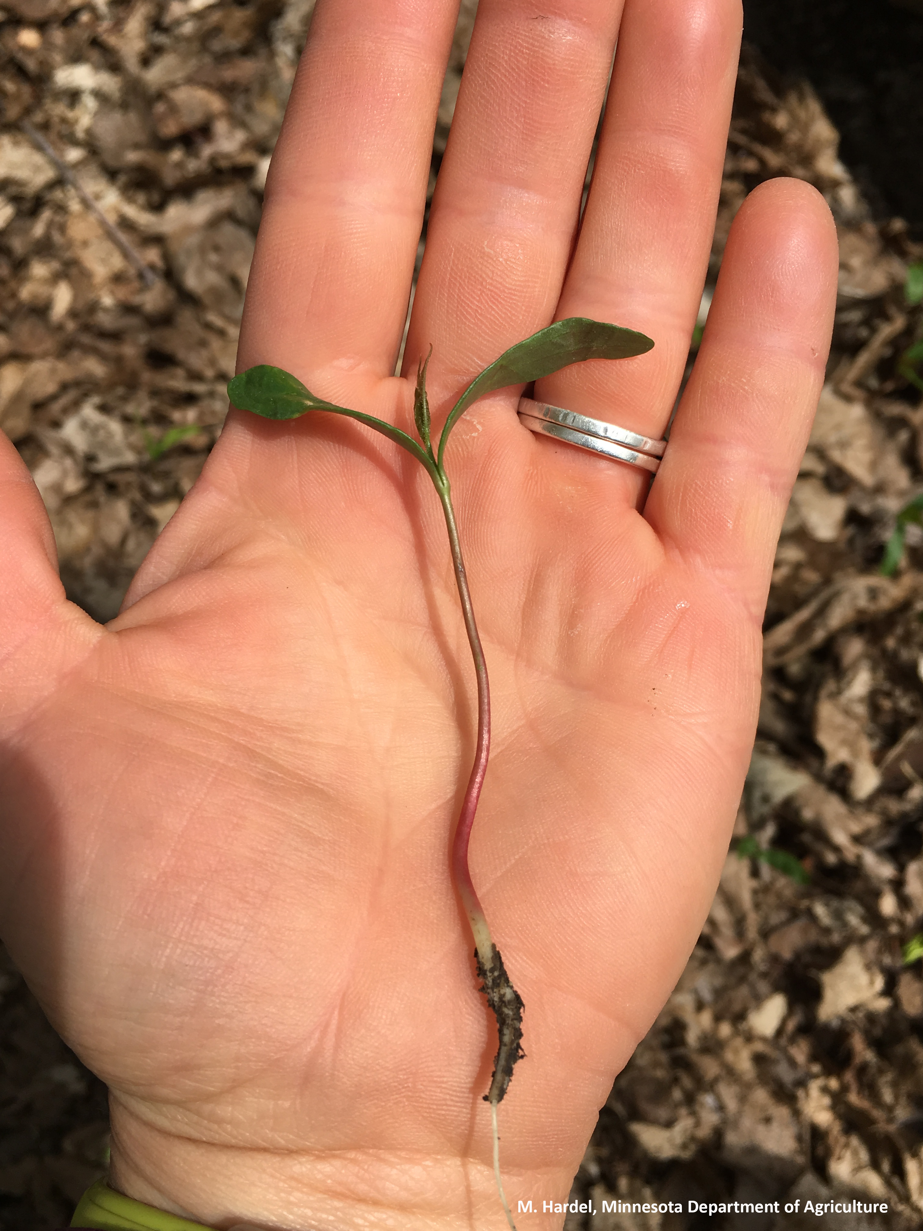 Picture of a sprouted seed with two cotyledons.