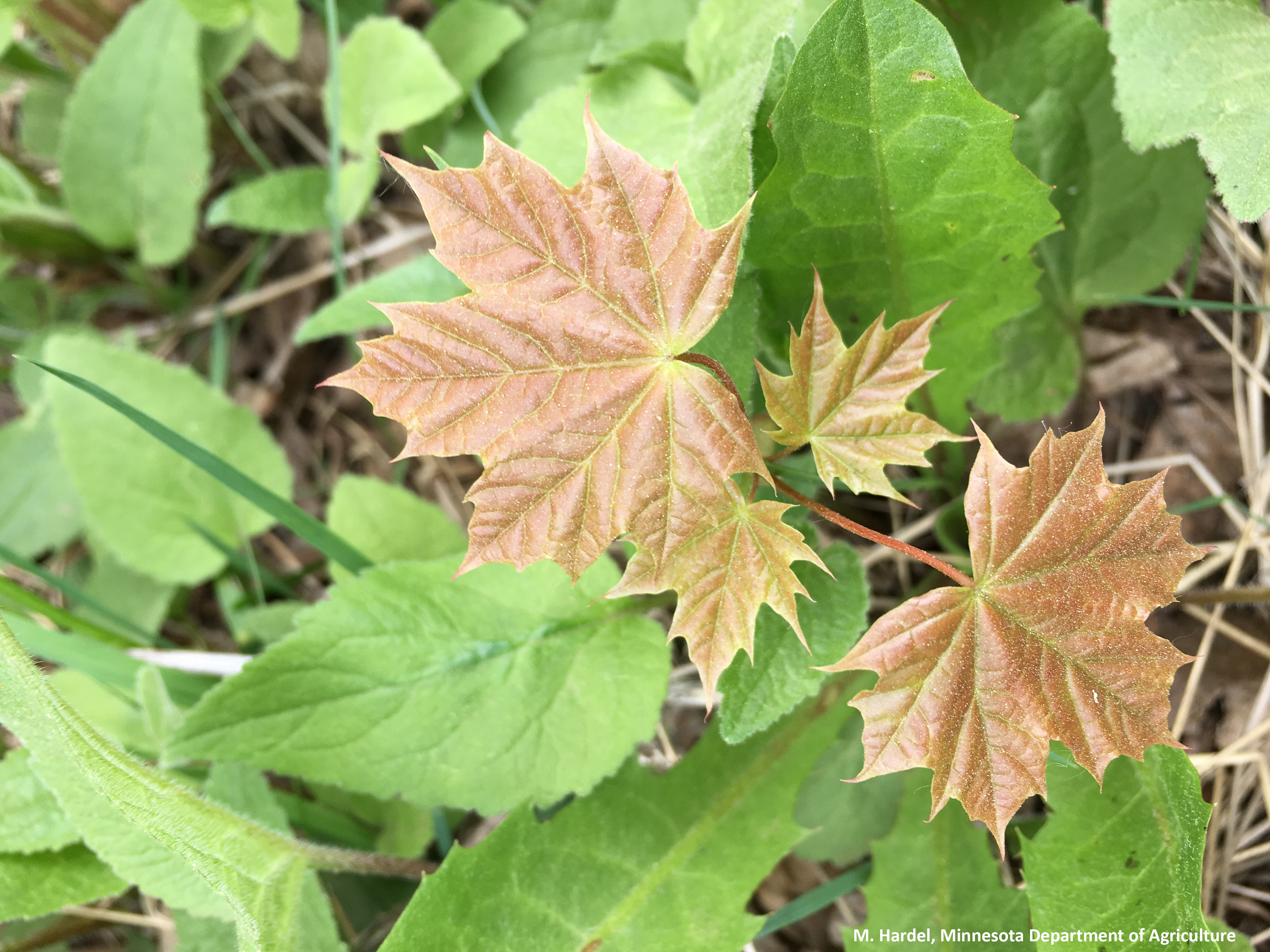 Photo d'une plantule mêlée à d'autres plantes vivaces.