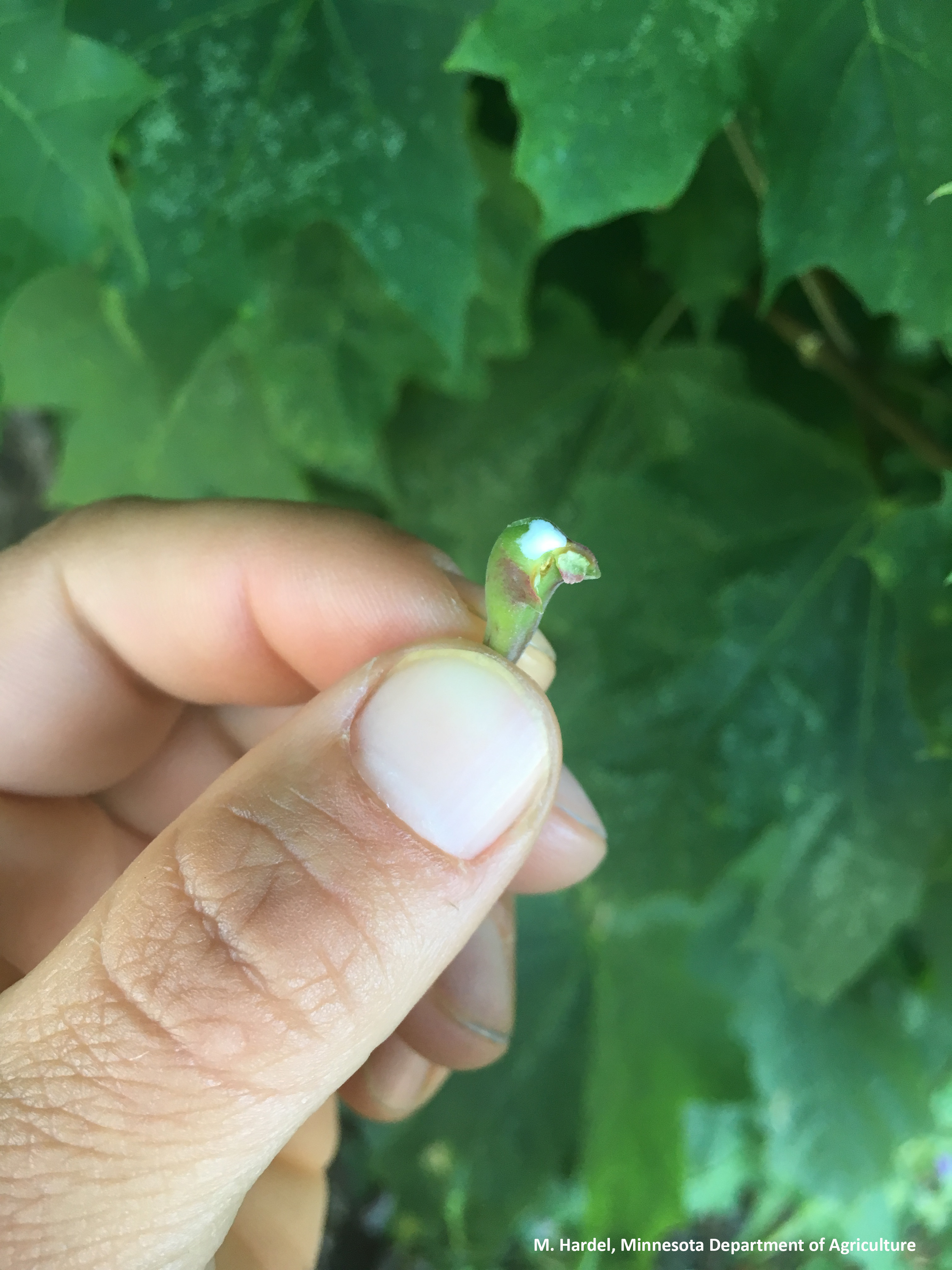 Picture of a broken petiole exuding white sap.