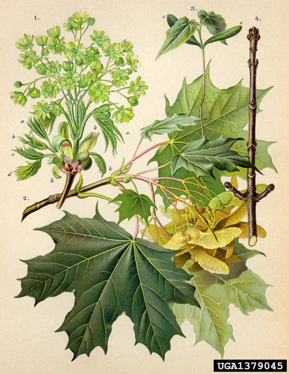 Picture of an artist illistration of Norway maples notable characteristics.