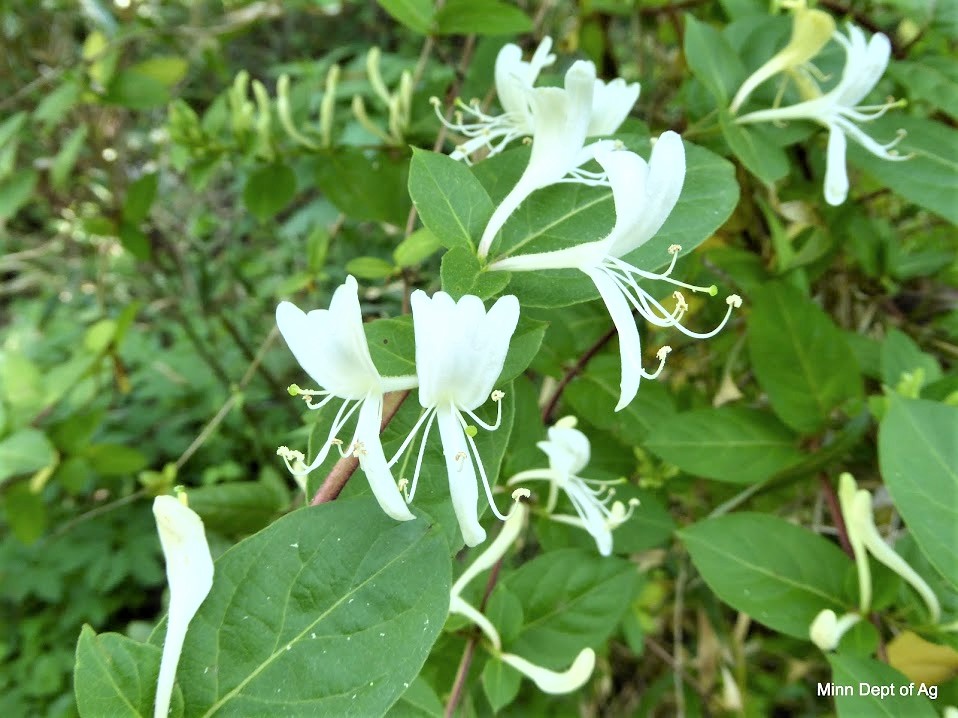 Picture of white flowers that are paired and tubular.