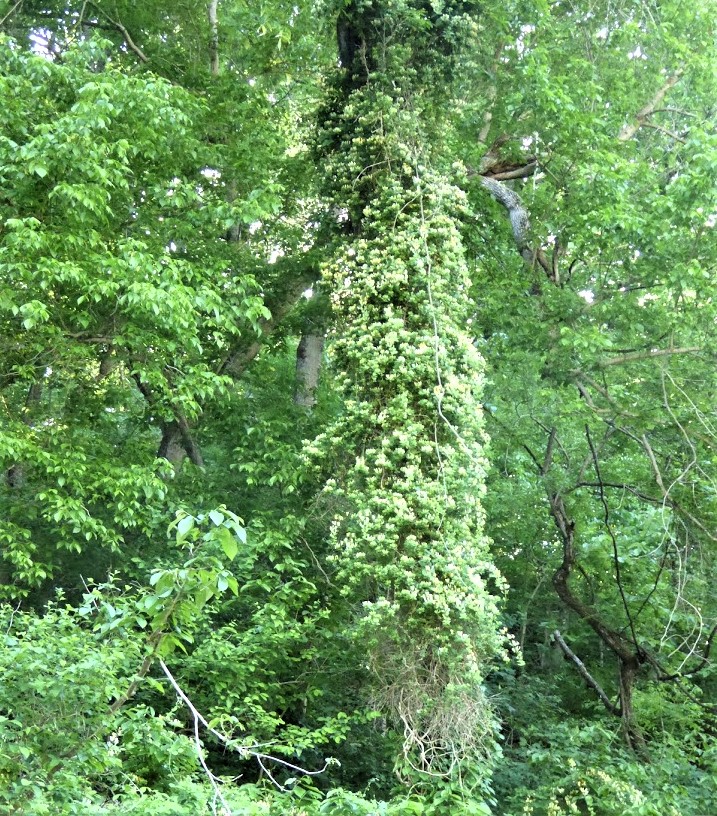 Picture of a twining vine that is growing thirty feet up the trunk of a tree.