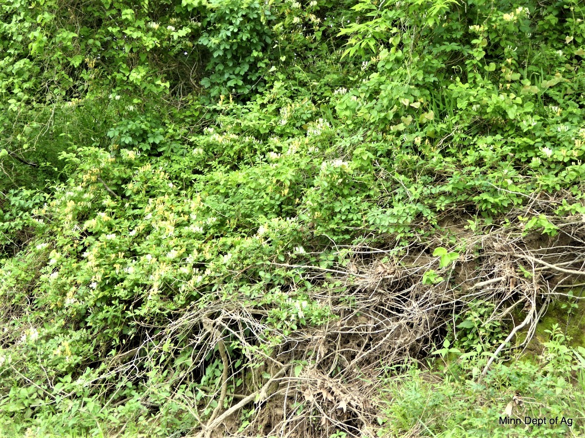 Picture of a Jaapanese honeysuckle infestation blanketing a river bank.