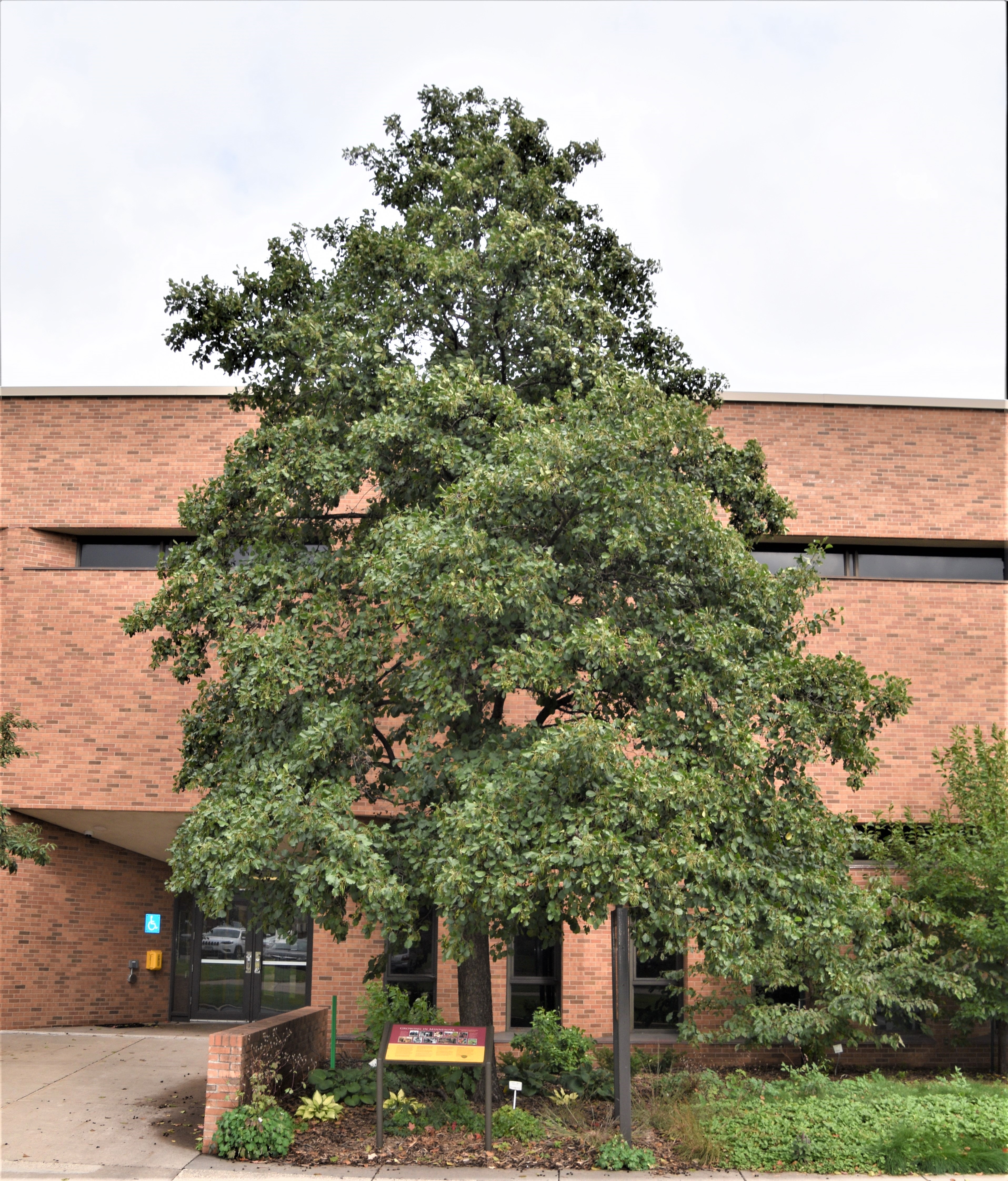 Picture of larger Alder tree infront of a building for scale