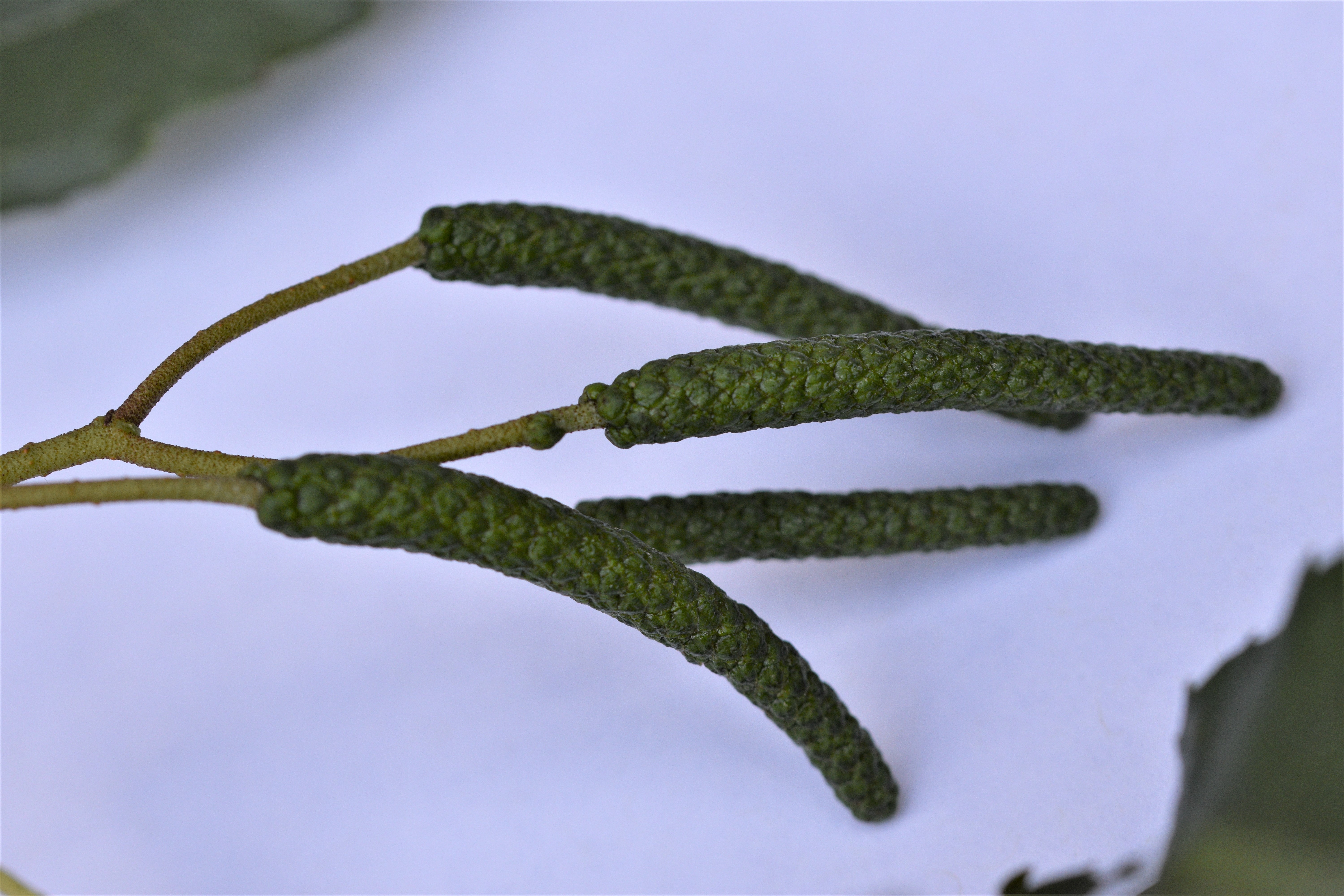 Picture of male catkins