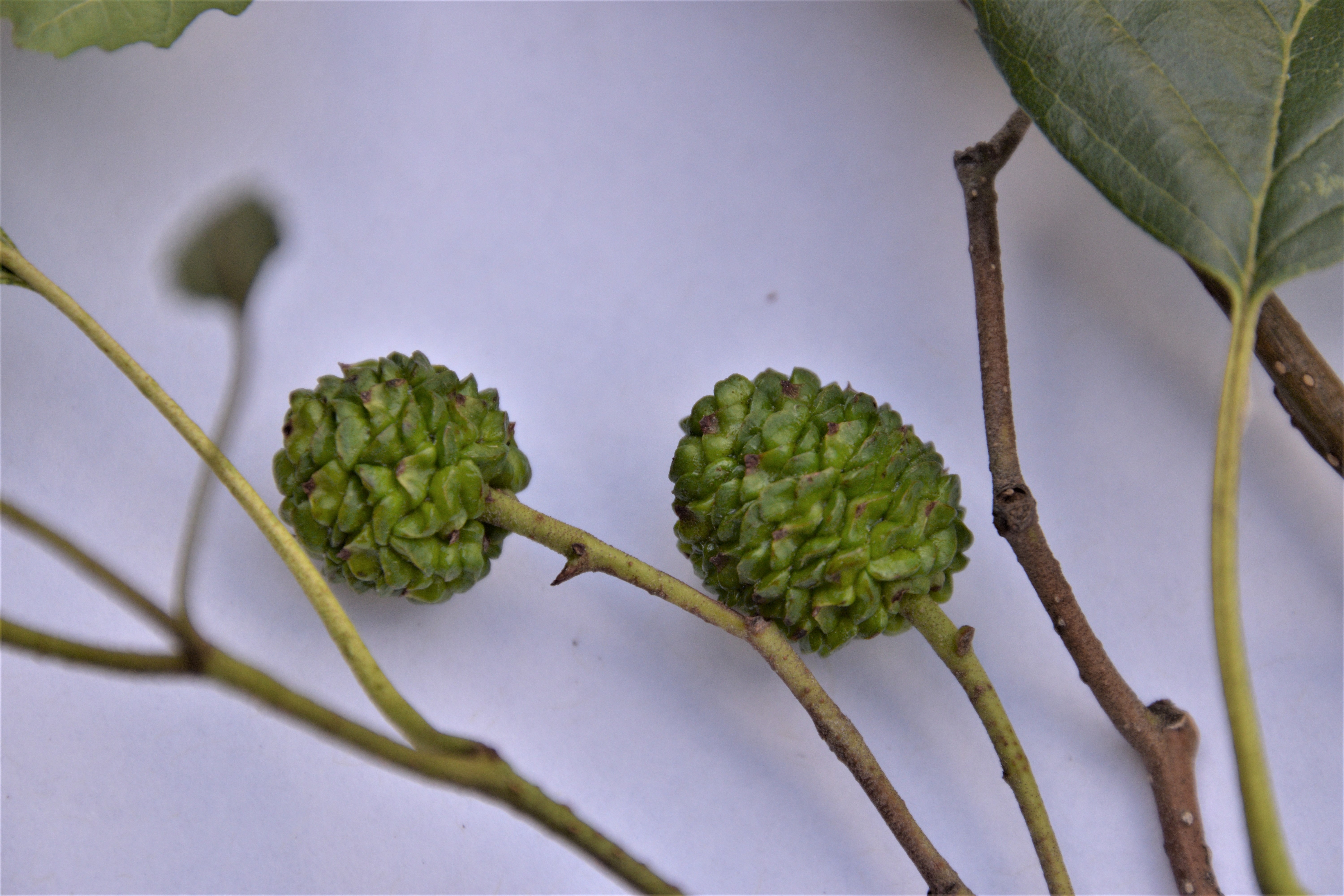 Picture of round female catkins