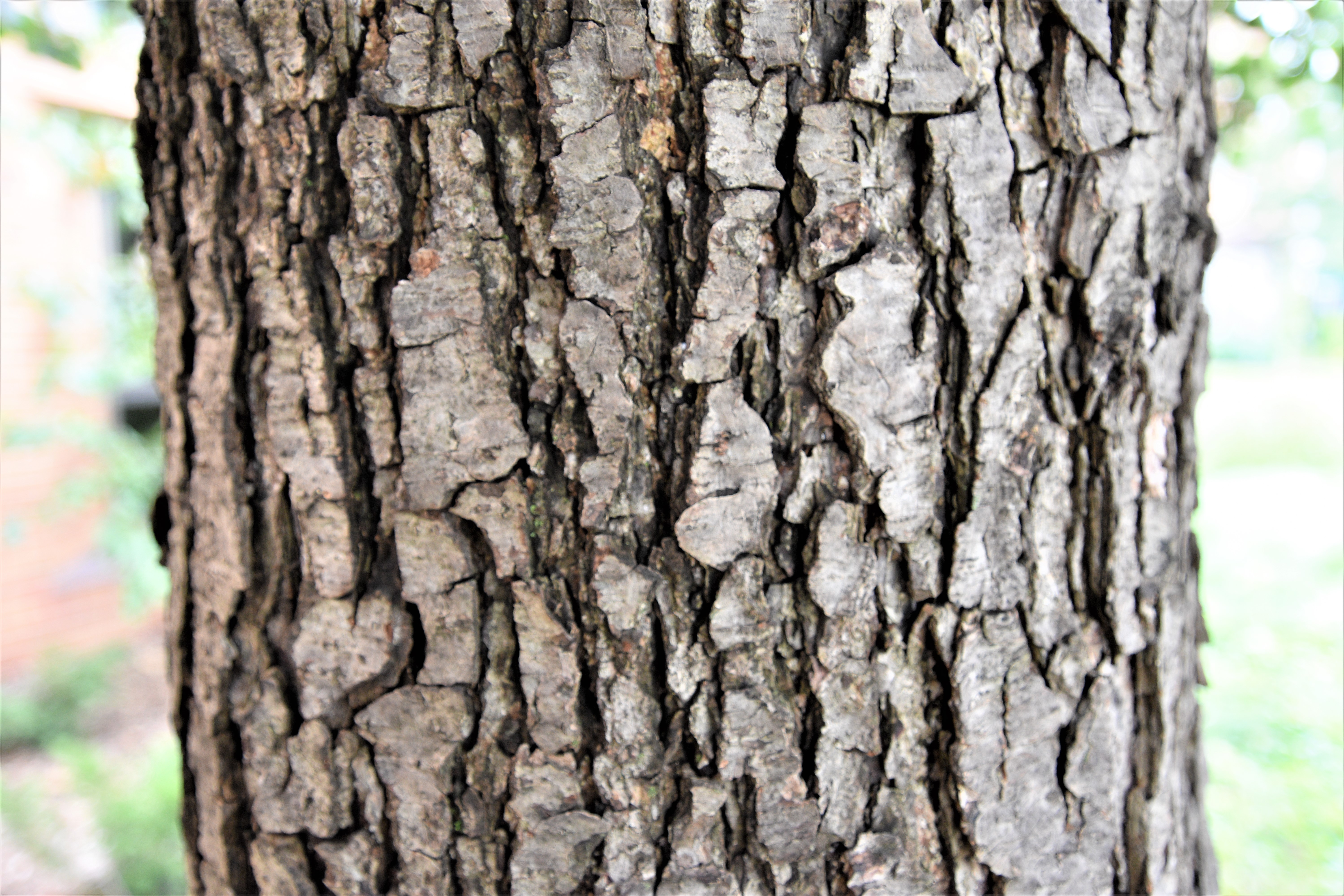 Picture of bark with shallow cracks that run horizontaly.