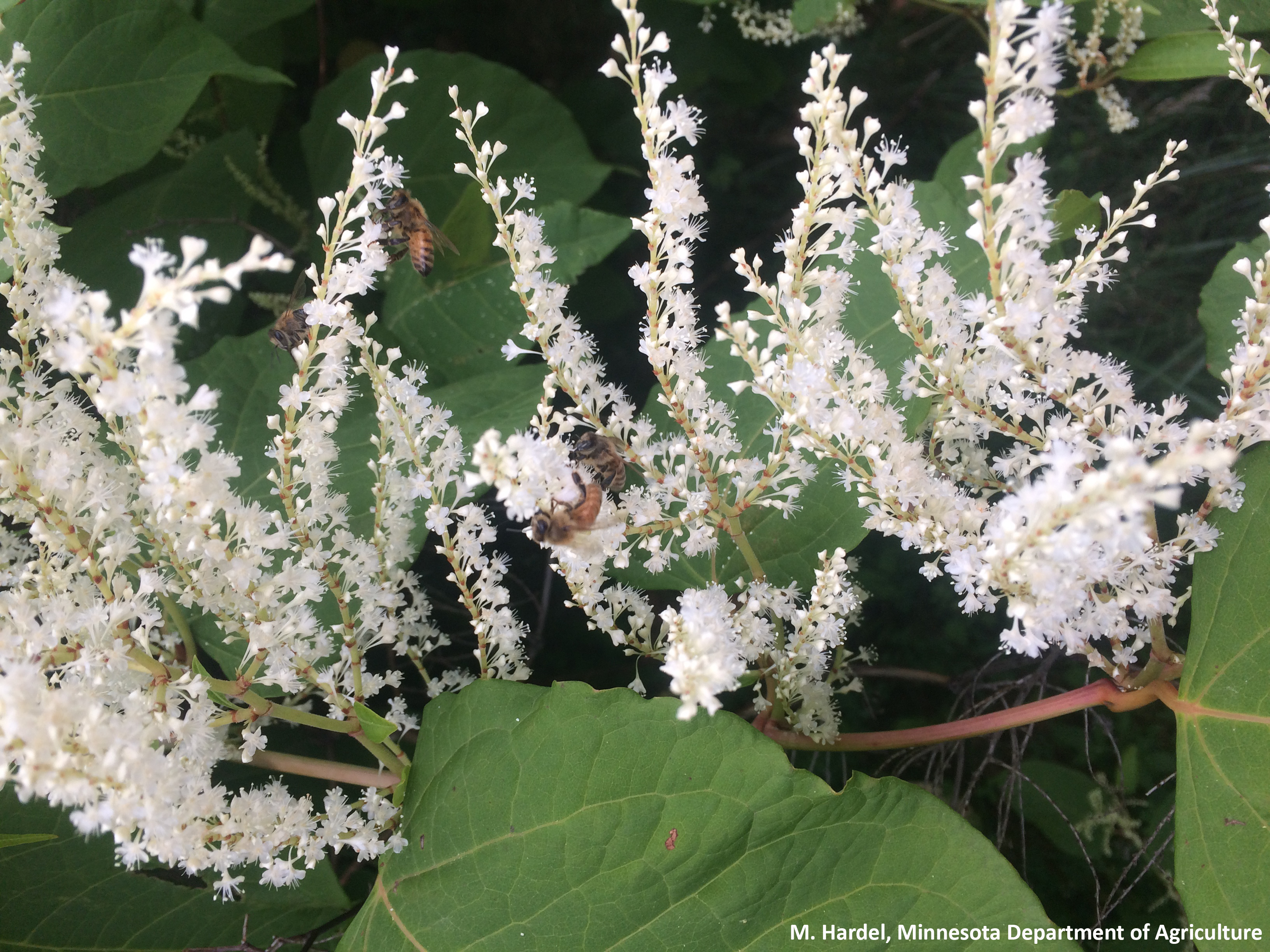 picture of bohemian knotweed flowers with bees on them