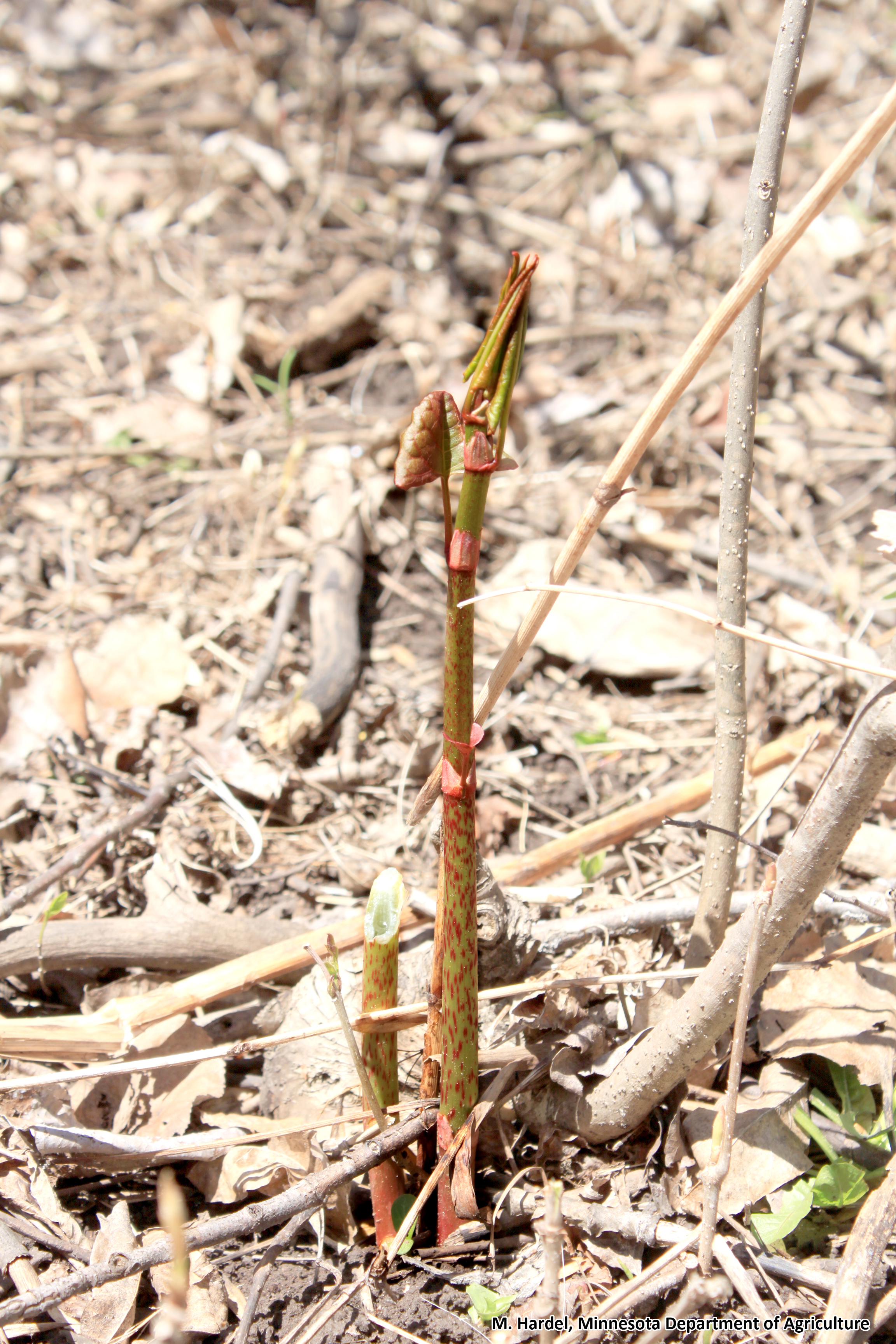 picture of a brownish green shoot emerging from the ground