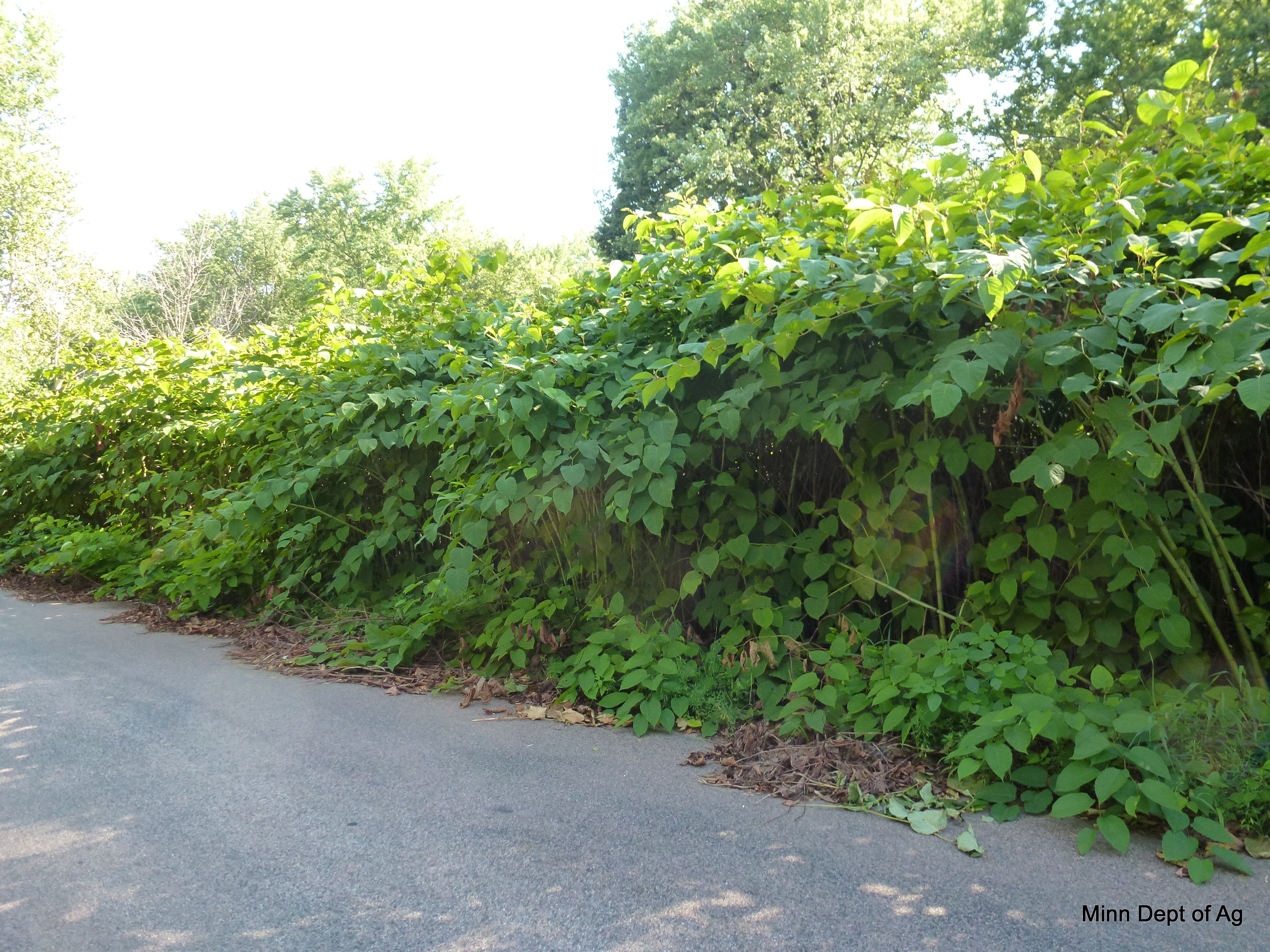 Picture of a bohemian knotweed infestation bordering a road
