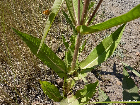 A common teasel stalk with multiple leaf intersections visible.