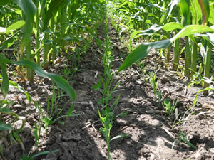 Cover crop interseeded in a corn field