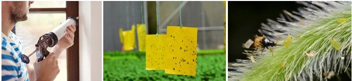 Collage of three images. Image 1: Man applying caulk to the edge of a window. 2. Flying insect sticky traps (paper) hanging from the ceiling over plants in a greenhouse. Flying insects are trapped on the paper. 3. Small insect and insect larvae on a plant.