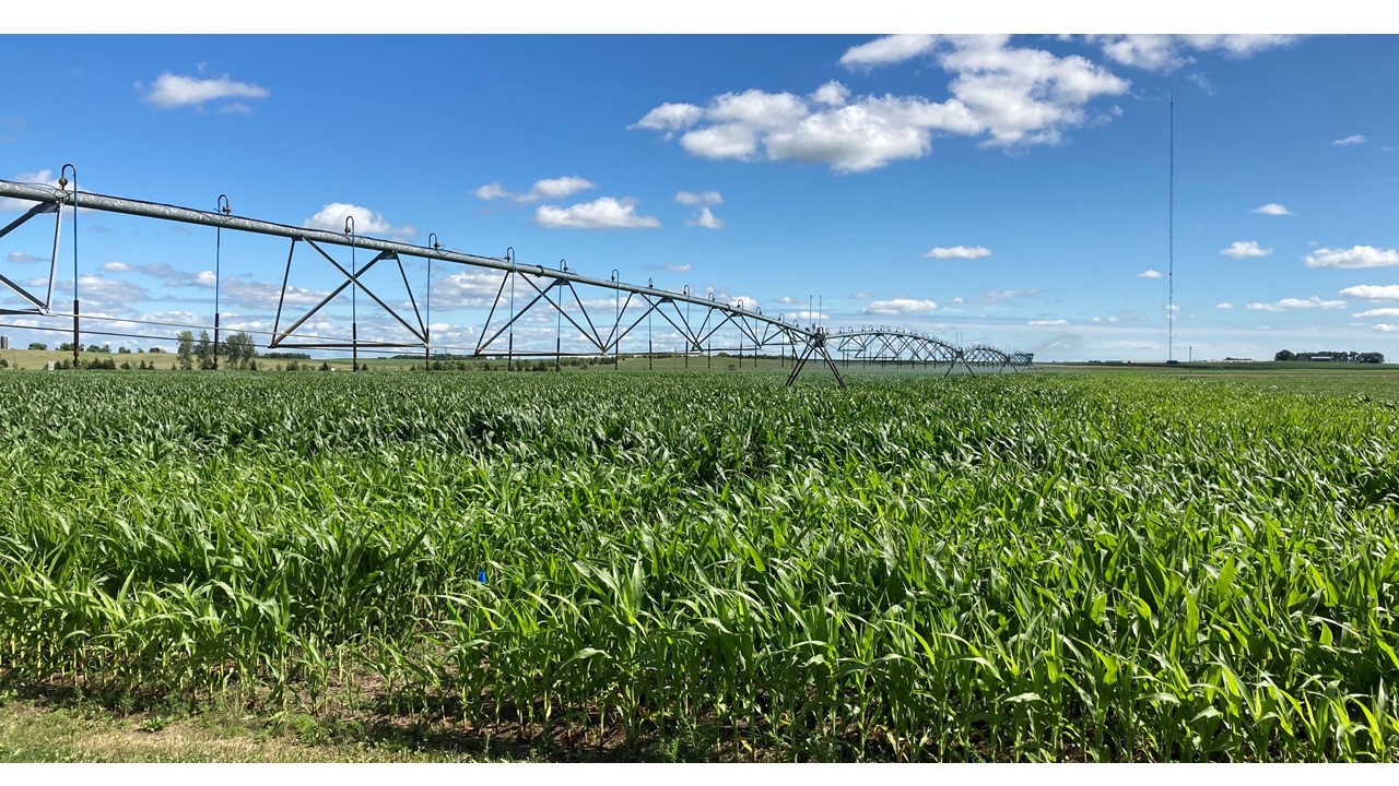 Irrigation system in a corn field