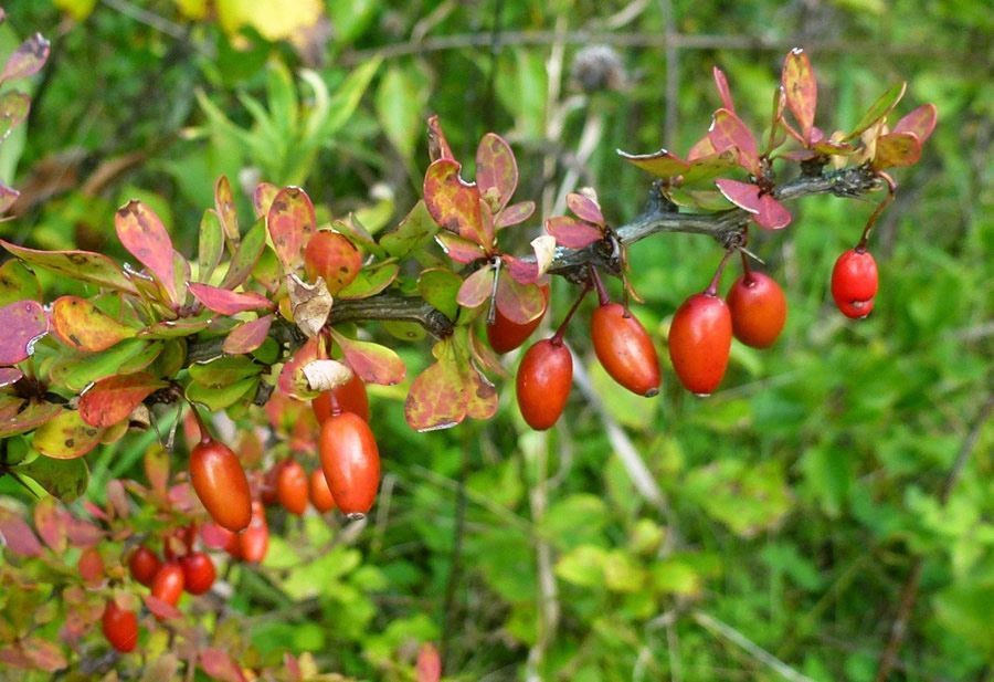 Bright red fruit of Japanese barberry