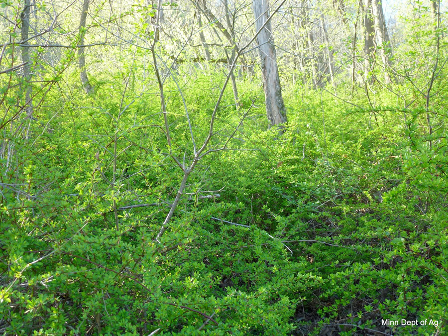 Japanese barberry thicket