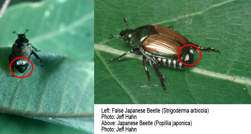 False Japanese beetle compared to Japanese beetle. Photos by Jeff Hahn, University of Minnesota Extension.