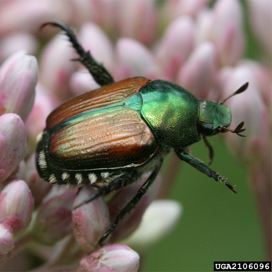 Adult Japanese beetle. Photo by David Cappaert, Michigan State University. forestryimages.org.