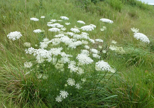 Queen Anne's Lace (Wild Carrot)