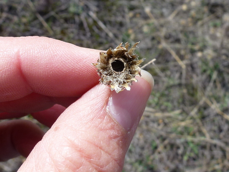 Seedhead weevil adult, Larinus minutus