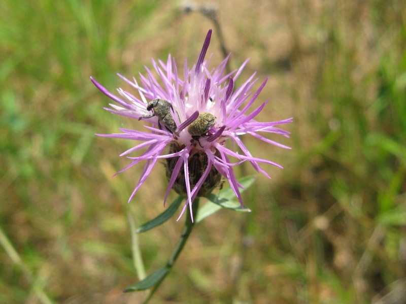 Seedhead weevil adult, Larinus obtusus