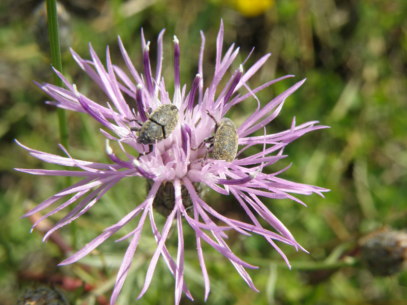 Seedhead weevil adult, Larinus obtusus