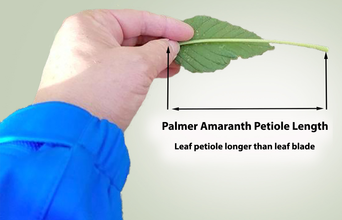 Leaf petiole is longer than leaf blade when folded over the leaf.